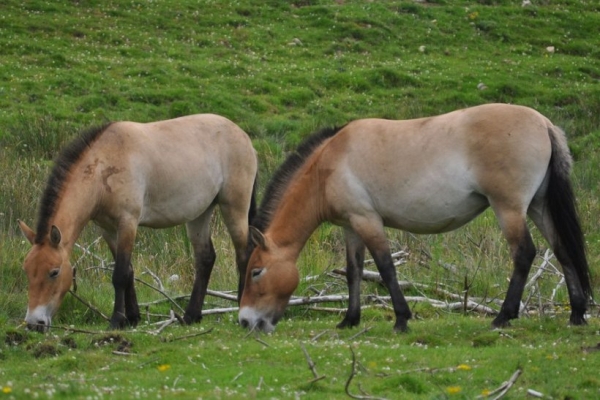 В Красную Книгу Беларуси внесли новое животное В Красную Книгу Беларуси внесли новое животное