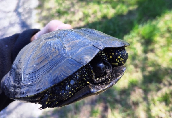 Вот такое чудо переходило дорогу — в Пинском районе повстречали черепаху