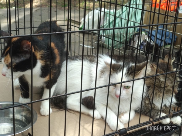 Какое наказание может повлечь жестокое обращение с животными