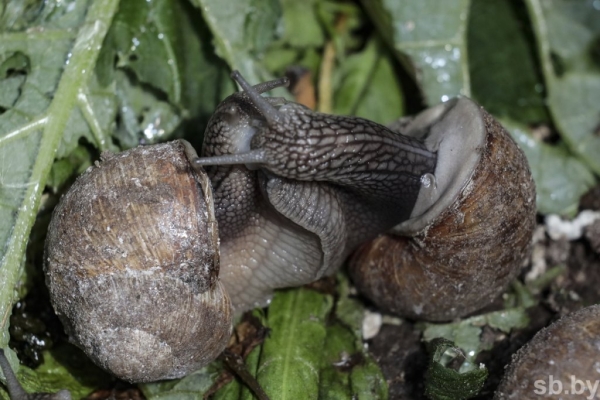 Фотофакт. Как в Беларуси семья выращивает улиток