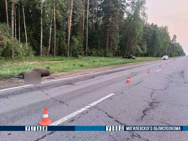 В Беларуси легковушка встретилась с лосем В Беларуси легковушка встретилась с лосем