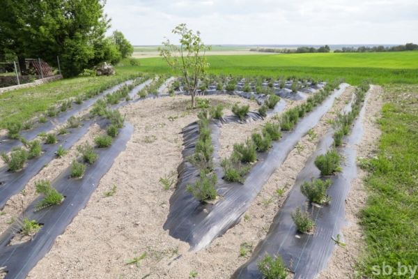 Фотофакт. Как в Беларуси семья выращивает улиток