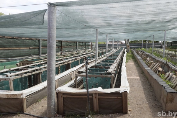 Фотофакт. Как в Беларуси семья выращивает улиток