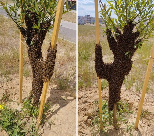 Рой пчел оккупировал иву в Барановичах. Фотофакт Рой пчел оккупировал иву в Барановичах. Фотофакт