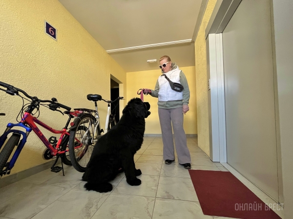 ГИГАНТСКИЕ СОБАКИ. Сколько денег уходит на содержание двух 60-килограммовых собак в панельной трёшке в Бресте?