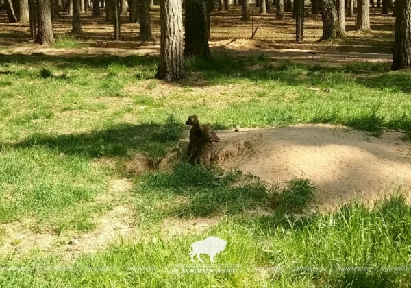 В демонстрационных вольерах Беловежской пущи впервые родились пятеро волчат