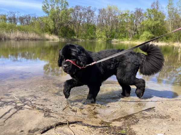 ГИГАНТСКИЕ СОБАКИ. Сколько денег уходит на содержание двух 60-килограммовых собак в панельной трёшке в Бресте?