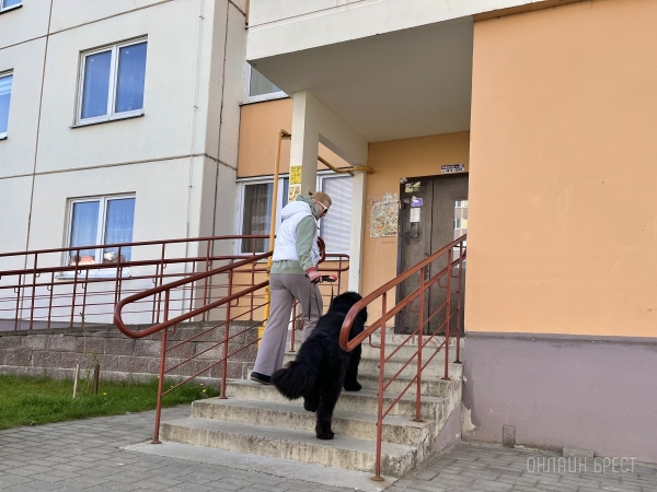 ГИГАНТСКИЕ СОБАКИ. Сколько денег уходит на содержание двух 60-килограммовых собак в панельной трёшке в Бресте?