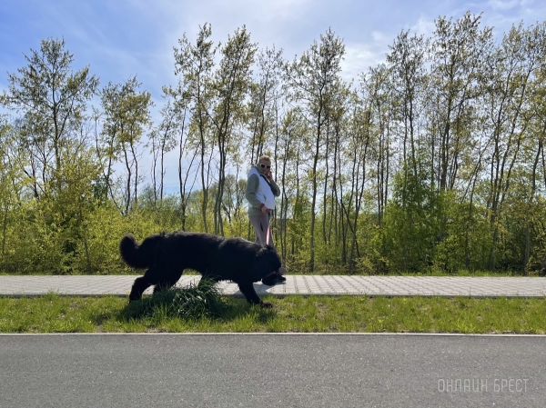 ГИГАНТСКИЕ СОБАКИ. Сколько денег уходит на содержание двух 60-килограммовых собак в панельной трёшке в Бресте?