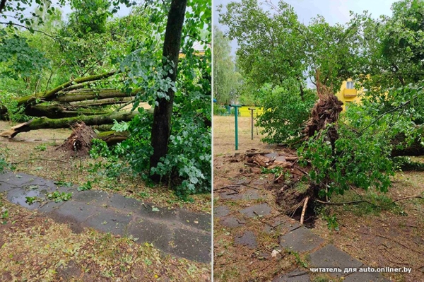 «Сосед разбудил, сказал: выходи». Во дворе дерево рухнуло на Tesla «Сосед разбудил, сказал: выходи». Во дворе дерево рухнуло на Tesla