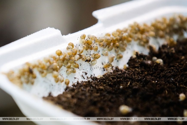 Устроить гонки и попробовать деликатесы предлагают туристам на улиточной ферме в Брестском районе