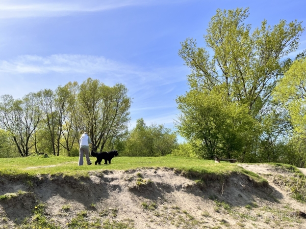 ГИГАНТСКИЕ СОБАКИ. Сколько денег уходит на содержание двух 60-килограммовых собак в панельной трёшке в Бресте?