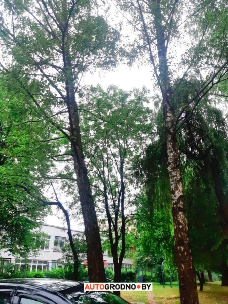 Вороны бьют стекла в автомобилях в Гродно Вороны бьют стекла в автомобилях в Гродно