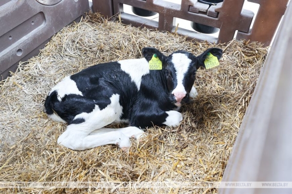 Высокотехнологичный молочно-товарный комплекс на 1 тыс. голов открыли в Пружанском районе Высокотехнологичный молочно-товарный комплекс на 1 тыс. голов открыли в Пружанском районе