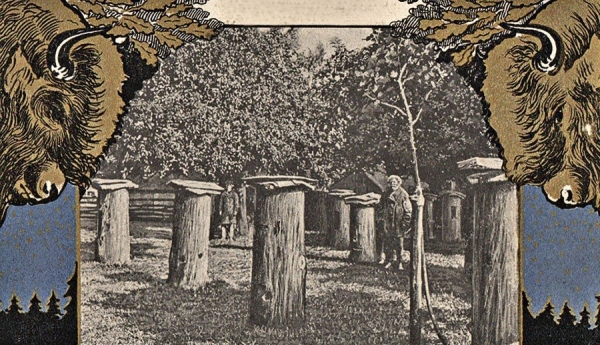 В Беловежской пуще хотят возродить древнейший вид пчеловодства. Он занесен в список наследия ЮНЕСКО В Беловежской пуще хотят возродить древнейший вид пчеловодства. Он занесен в список наследия ЮНЕСКО