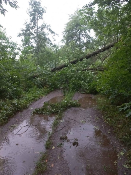 В МЧС рассказали, что натворила непогода в Брестской области В МЧС рассказали, что натворила непогода в Брестской области