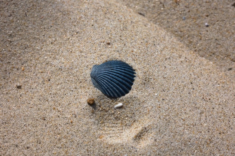 Рассказываем, за какие «пляжные сувениры» может грозить крупный штраф Рассказываем, за какие «пляжные сувениры» может грозить крупный штраф