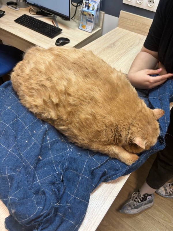 Умер известный кот-гигант Крошик