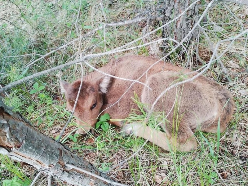 У беловежских зубров в Башкортостане родилось уже пять телят У беловежских зубров в Башкортостане родилось уже пять телят